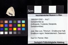 Foto (Objket + Etiketten) von Goniodromites sp. 